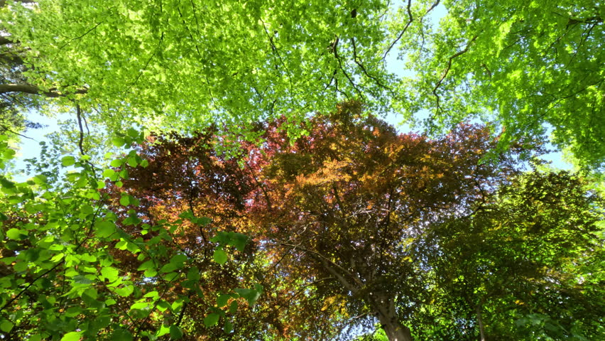 Lush Green Forest During Spring Season
