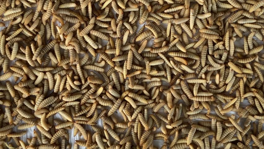 Spreading Black Soldier Fly (BSF) maggots evenly after hot water soaking to improve air circulation, drain excess water, and ensure uniform drying for optimal quality results