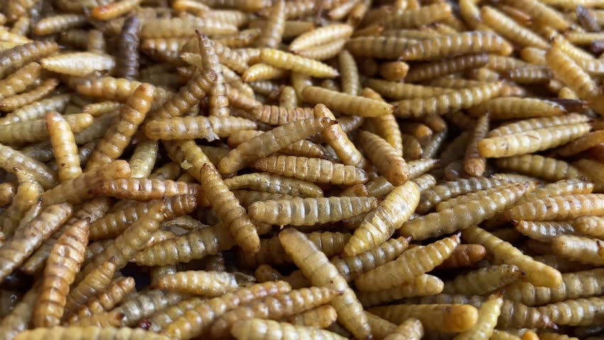 Dried Black Soldier Fly (BSF) maggots for fish and poultry feed. The maggots are brown, slightly oily, and shriveled, with a textured appearance after drying