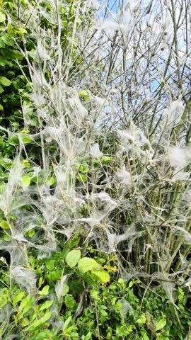 Hazardous oak processionary moth caterpillars clustering and weaving intricate silky nest among oak tree branches, demonstrating complex colony behavior in natural woodland environment