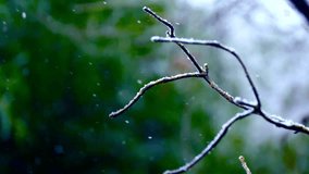 Winter's Grasp: Icy Branch and Falling Snow - Powered by Shutterstock - Get 15% off with code: PIKWIZARD15