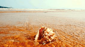 Seashell on Sandy Beach at Low Tide, Ocean Waves in Background - Powered by Shutterstock - Get 15% off with code: PIKWIZARD15