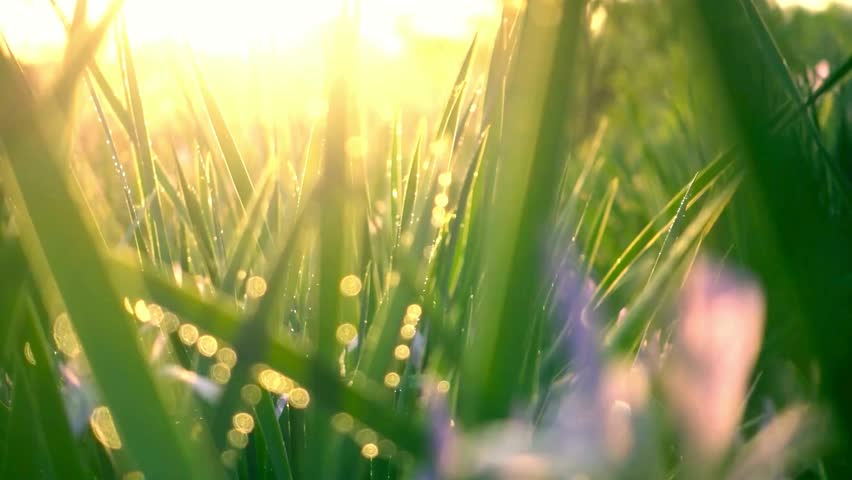 Golden Hour Sunlight Through Dew-Covered Grass Blades