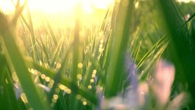 Golden Hour Sunlight Through Dew-Covered Grass Blades - Powered by Shutterstock - Get 15% off with code: PIKWIZARD15