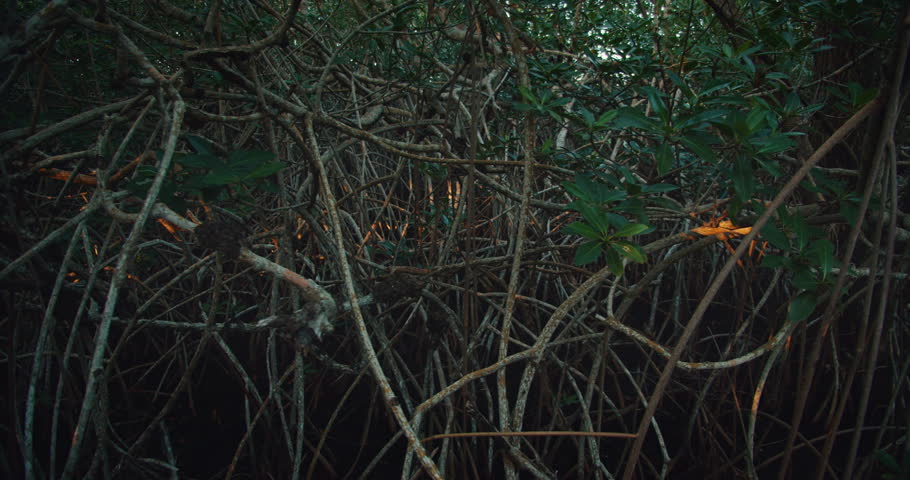 Dense mangrove forest with tangled roots and green leaves in Yucatan Peninsula Mexico