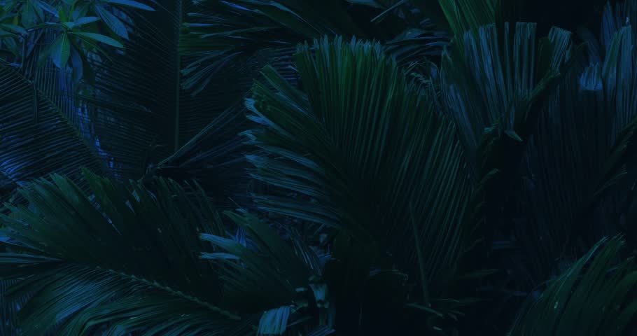 High quality dark aesthetic footage of dense tropical foliage at night or twilight, perfect for mysterious, cinematic, or jungle-themed nature content and conceptual promo videos.