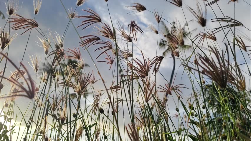 Chloris virgata is a species of grass with common names feather fingergrass, feathery Rhodes-grass, and feather windmillgrass. Tall gass nature blown by the wind outdoor