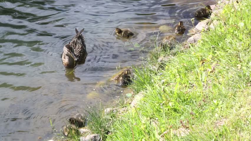 Duck family with mother end multiple ducklings foraging along green grassy shoreline Birds move together from left to right acros frame while feding at waters edge with gentle ripples in the blue pond