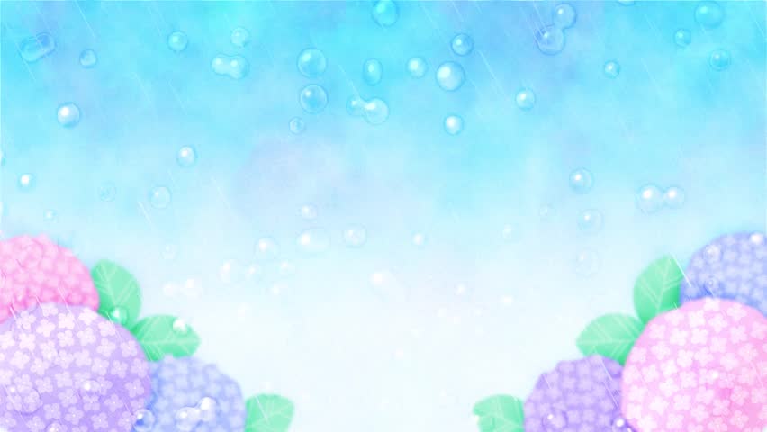 rainy season background with colorful hydrangea flowers in the rain animation