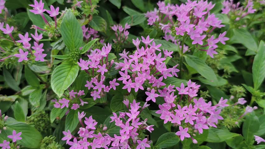 4k real time video footage. Starflower or Egyptian Star-cluster flower with zoom out camera.