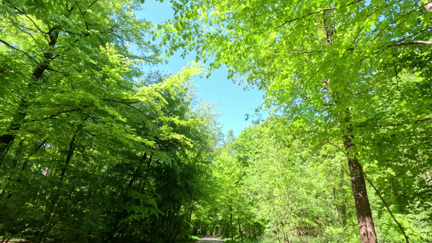 Lush Green Forest During Spring Season