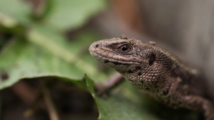 Common wall lizard perching on verdant leaf, scanning surrounding environment with keen reptilian awareness within natural woodland setting