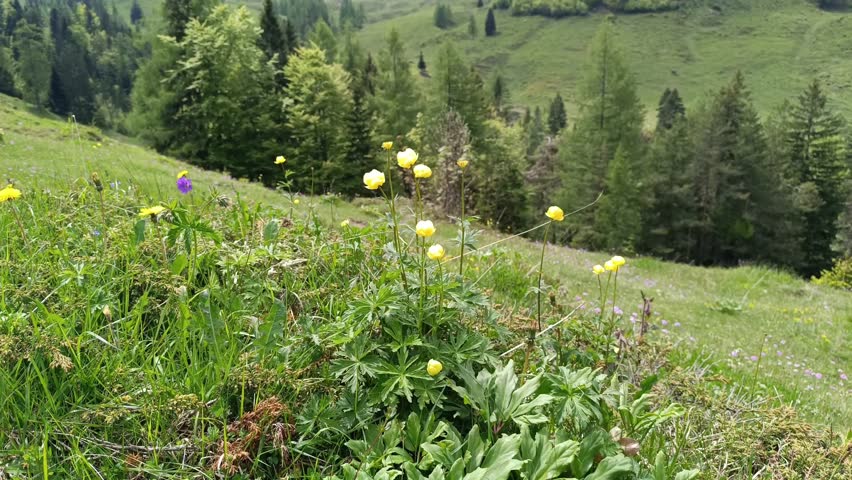 Natural beauty of Steinberg in Tyrol with vibrant wildflowers on a sunny day