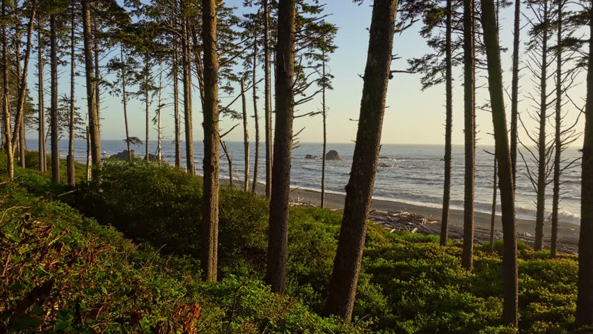 Sunlight filters through coastal trees with a scenic view of Ruby Beach and ocean waves in Washington state. 4K UHD video.