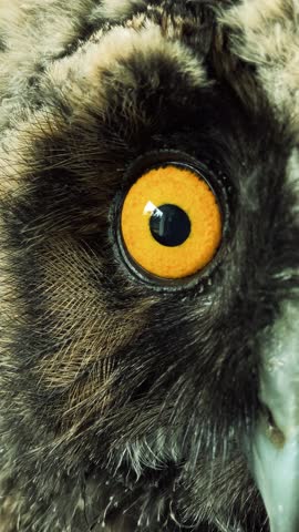 isolated, hd, full hd, footage, eurasian eagle owl, cut out, animal theme, animal, beak, bird, brown, eye, feather, nature, close-up, head, orange, owl, wild, hunter, wildlife, avian, cute, bird of pr