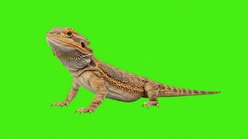 Bearded Dragon Lizard Isolated on Green Screen Background	
