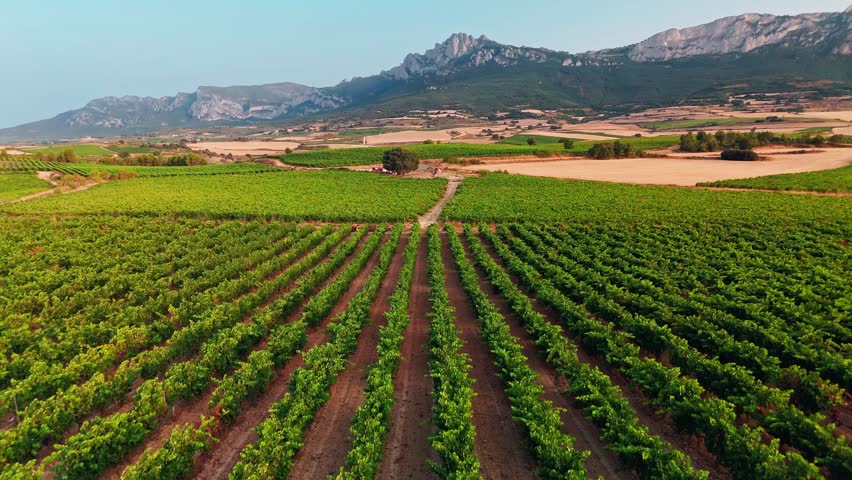 Beautiful vineyard in Basque country region of Spain, at sunset. Aerial view of endless vineyards in summer, producing the famous Spanish wine