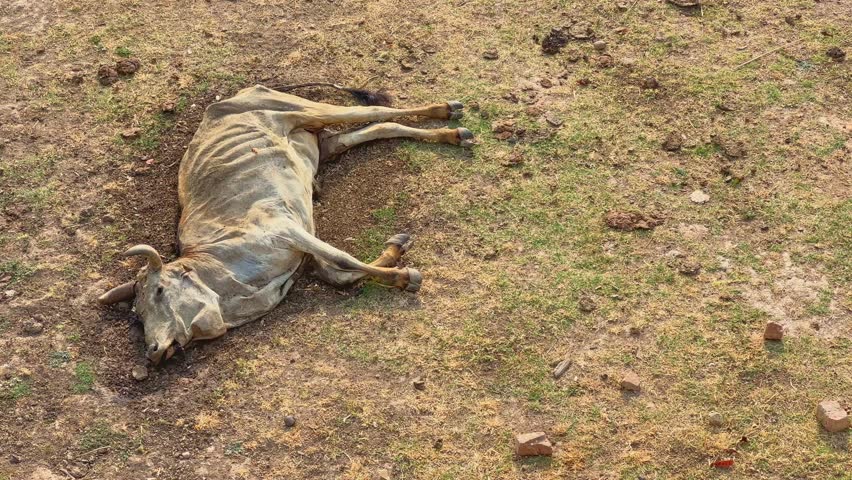 closeup of a dead cow on the land with no water because of drought or shortage of water in india