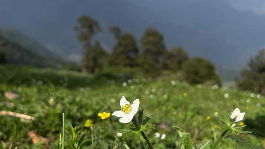 Breathtaking Himalayan Mountain Views from Khaliya Top, Uttarakhand