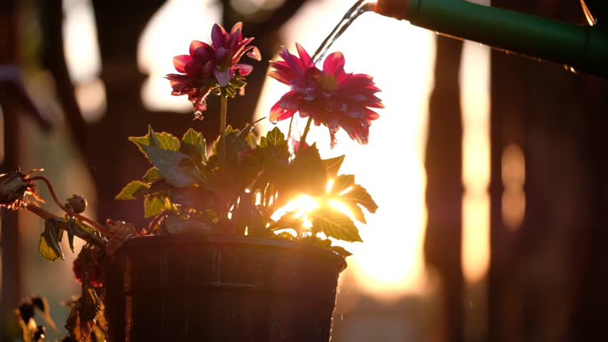 A vibrant flower pot being watered at sunset, with warm sunlight flaring through the petals and leaves. A peaceful and natural moment ideal for gardening, environment, and growth themes.