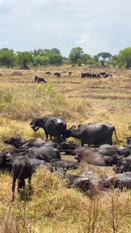  A herd of buffalos resting in a muddy paddy field in rural Sri Lanka on a sunny day.