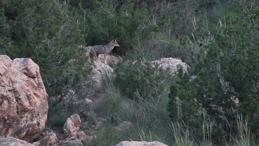 African golden wolf Canis lupaster