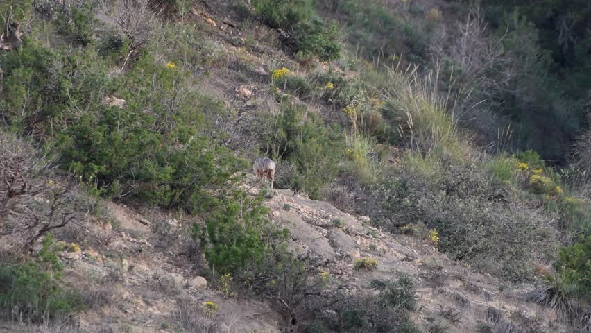 African golden wolf Canis lupaster