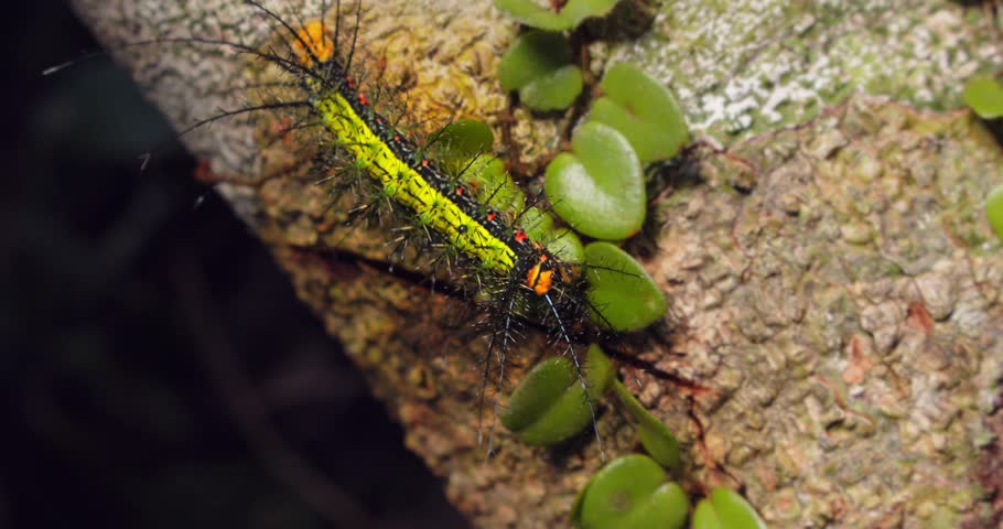 Among Peru’s foliage, a green Saturniidae moth caterpillar shows vivid warning colors in the rainforest
