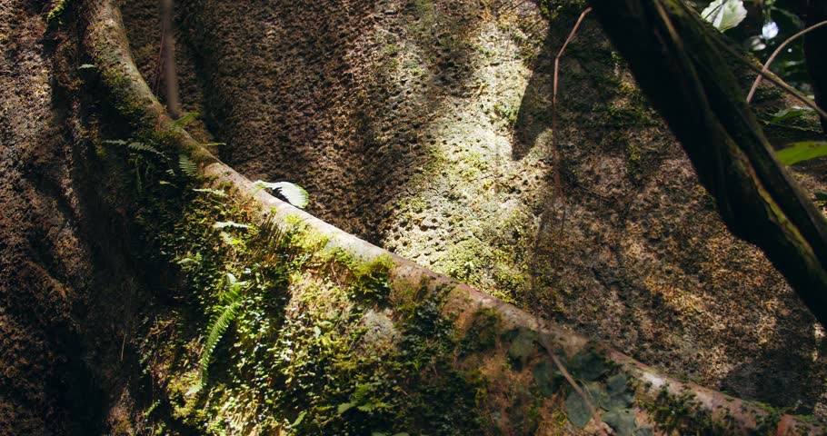 Green moss carpets the immense buttress root flares of a rainforest titan in Peru’s Amazon basin.