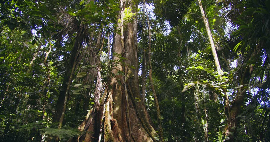 Amazonian Giant supported by tree roots like walls from below, explored deep in Peru’s lush jungle.