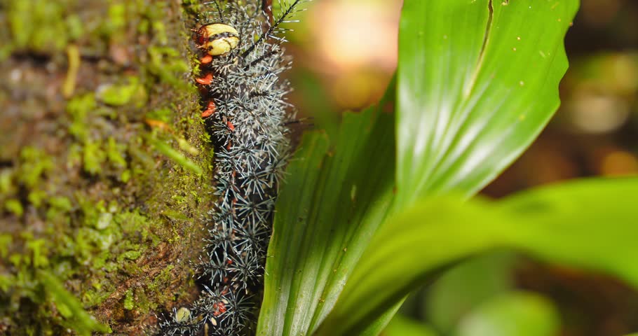 Brown venomous caterpillar with sharp spines moves across a moss-lined trunk in Peru’s Amazon.