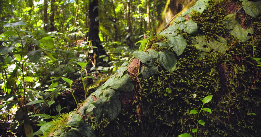 Massive buttress roots sprawl from a jungle giant in Peru’s Amazon, captured in forest-floor detail.