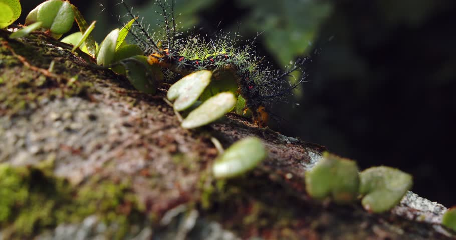 A spine-covered moth caterpillar makes its way through leaves on mossy bark in Peru’s Amazon rainforest in close detail.