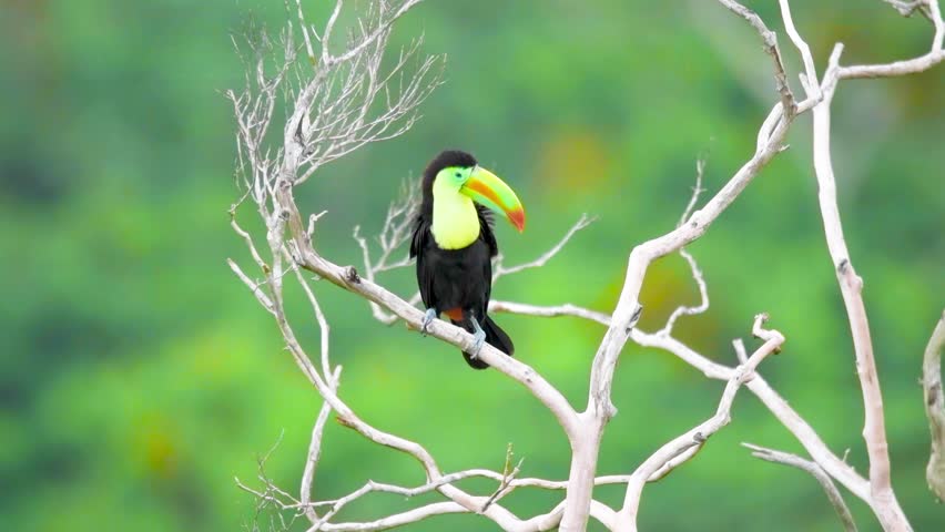 Toucans captured in the wild as they nest, feed, and fly through vibrant tropical forests. Stunning footage of their behavior and colorful presence in natural environments.