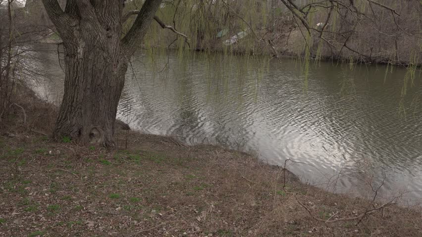 A predominant tree that is truly tall on the edge of a magnificent river, offering a beautiful perspective with its reflection on the water. This takes place on a lovely slightly sunny day.