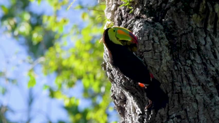 Toucans captured in the wild as they nest, feed, and fly through vibrant tropical forests. Stunning footage of their behavior and colorful presence in natural environments.