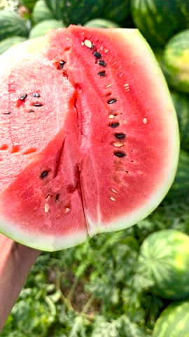 WATERMELON VARIETIES
WATERMELON-MELON varieties grown in greenhouses and open fields in summer months, agricultural activities, export, market for green and black rind red colored delicious watermelon