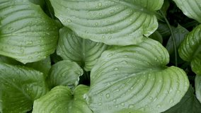 green hosta leaf bush in dewdrops after rain, garden and vegetable garden, shade-loving plants, perennials	 - Powered by Shutterstock - Get 15% off with code: PIKWIZARD15