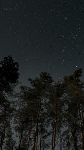 Stars move in the night sky above the trees in the forest. Moonlight night. Time lapse, Vertical footage
