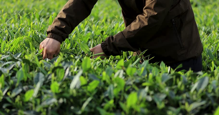 Tea farmer picking green tea shoots in spring tea farm mountains