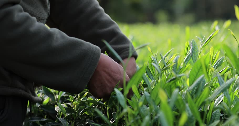 Asian tea farmer picking green tea shoots in spring tea farm mountains