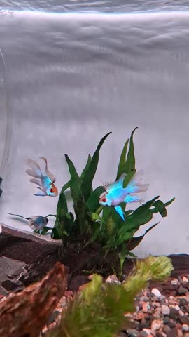 Blue ram or blue electric fish are fighting to defend their territorial area. Ramirezi fish