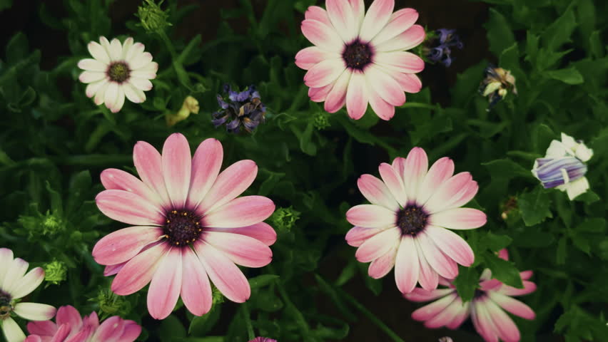 Cute Romantic Daisy Plant at Flower Market Garden