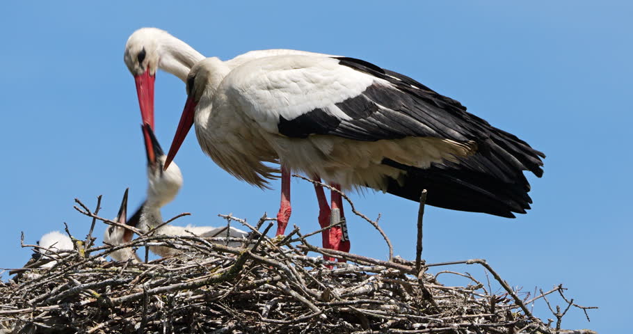 Adult White stork feeding chicks, the Camargue, France