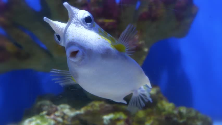 Longhorn cowfish, Lactoria cornuta, or horned boxfish - species of marine ray-finned fish belonging to family Ostraciidae, the boxfishes. View through the glass of aquarium