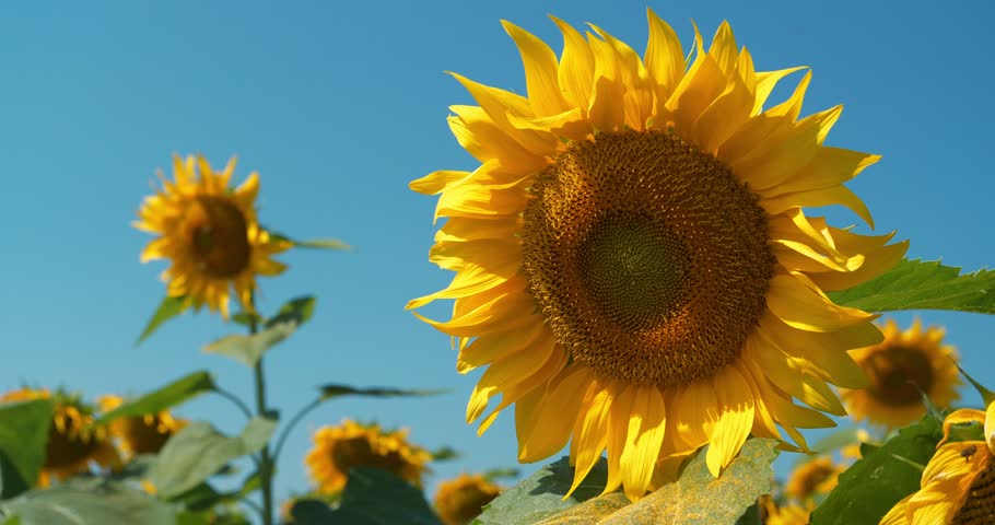Beautiful sunflowers on the field. Worker bees flies near sunflowers