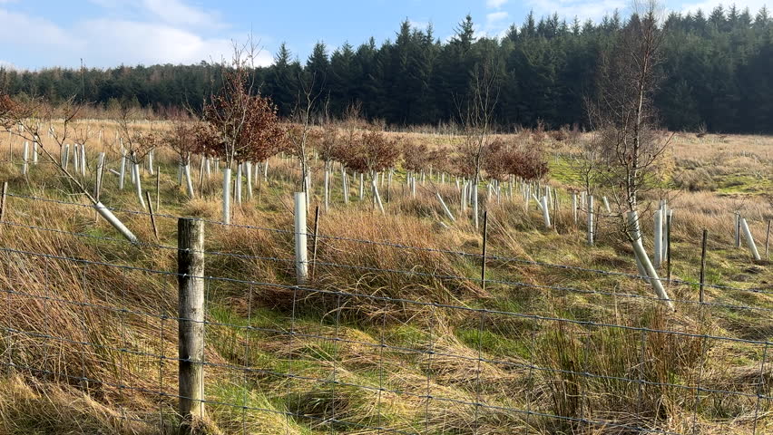 Personal perspective walking past deciduous sapling plantation in early spring.
