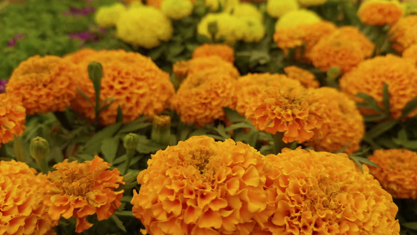 Tagetes Erecta Flower in Plant Garden