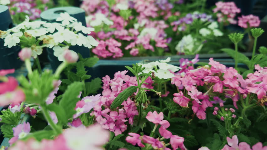 Verbena Hybrida Flower in Pot in Flower Market Garden