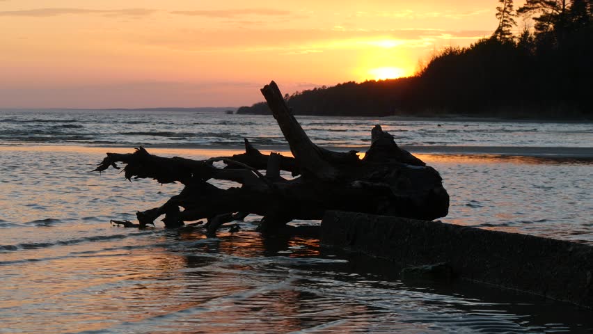 A driftwood on a sandy river bank against the background of a picturesque sunset. The evening sun sinks behind the dark silhouette of the forest under the orange cloudy sky. People in the distant.